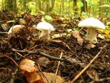 Clitocybe robusta image