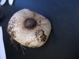 Leucocoprinus badhamii image