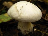 Clitocybe robusta image