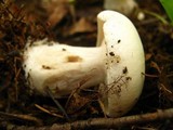 Clitocybe robusta image