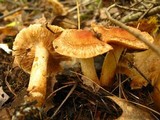 Tricholoma vaccinum image