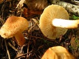 Tricholoma vaccinum image