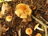 Tricholoma vaccinum image