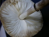 Leucocoprinus badhamii image