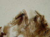Leucocoprinus badhamii image