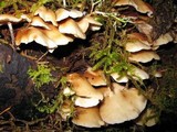Crepidotus applanatus image