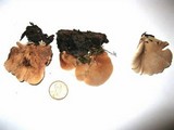Crepidotus applanatus image