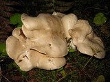 Clitopilus prunulus image