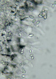 Leucocoprinus badhamii image