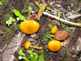 Pluteus admirabilis image