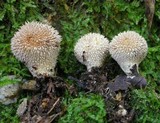 Lycoperdon echinatum image