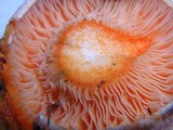 Lactarius salmonicolor image