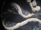 Ionomidotis irregularis image