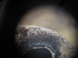 Ionomidotis irregularis image