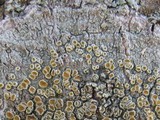 Caloplaca cerina image