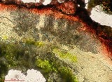 Caloplaca cerina image