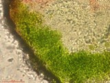 Caloplaca cerina image
