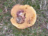 Suillus luteus image