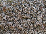Lecanora caesiorubella image