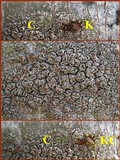 Lecanora caesiorubella image