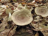 Lactarius cinereus image