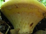 Paragyrodon sphaerosporus image