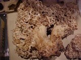 Sparassis crispa image