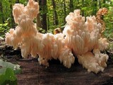 Hericium americanum image