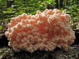Hericium americanum image