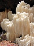 Hericium americanum image