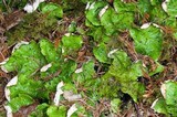 Peltigera aphthosa image