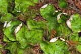 Peltigera aphthosa image