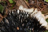 Peltigera aphthosa image