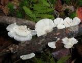 Tyromyces chioneus image