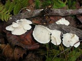 Tyromyces chioneus image