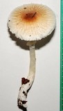 Leucoagaricus rubrotinctus image