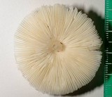 Leucoagaricus rubrotinctus image