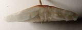 Leucoagaricus rubrotinctus image