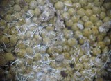 Polycephalomyces tomentosus image