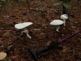 Amanita polypyramis image