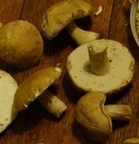 Boletus variipes image