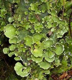 Nephroma arcticum image