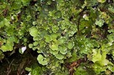 Nephroma arcticum image
