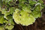 Nephroma arcticum image