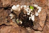 Nephroma arcticum image