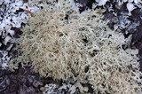 Ramalina roesleri image