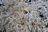 Ramalina roesleri image
