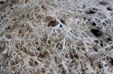Ramalina roesleri image