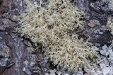 Ramalina roesleri image