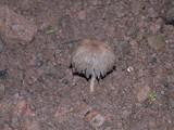 Coprinellus silvaticus image